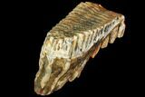 Fossil Woolly Mammoth Upper M Molar - North Sea Deposits #149779-6